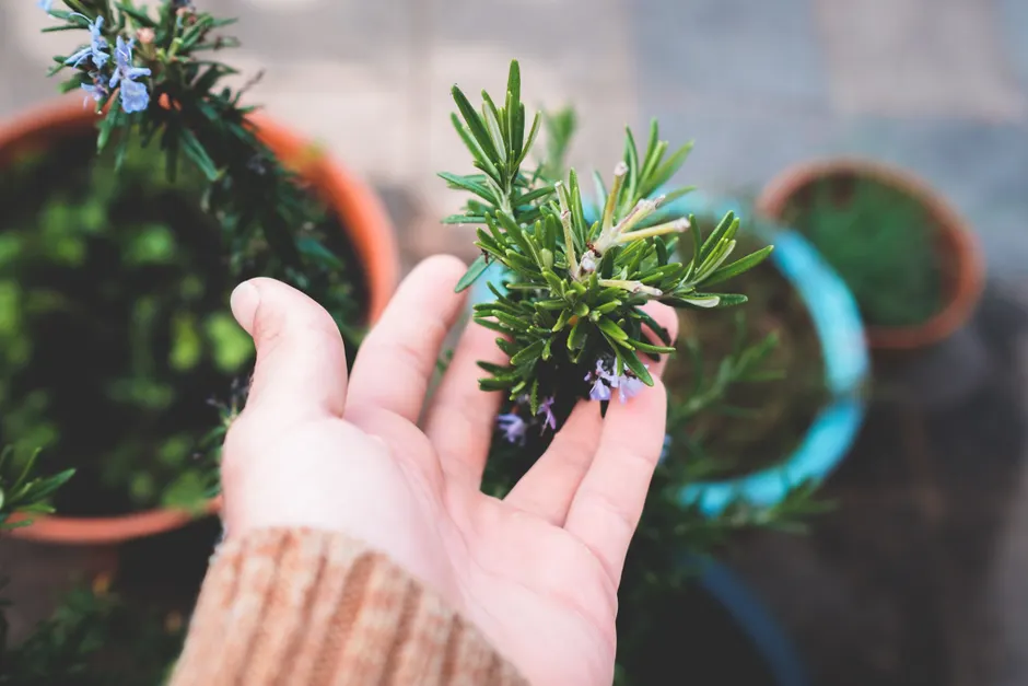 High angle crop gardener demonstrating lush flowering rosemary plant cultivated in pots on house terrace in daylight