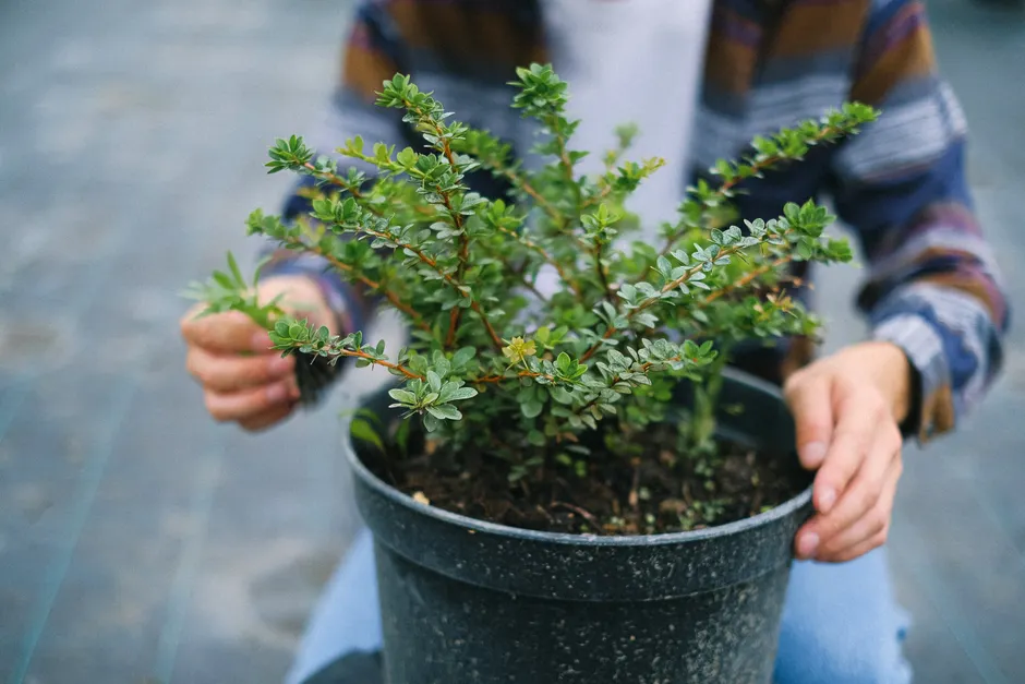 High angle of crop anonymous male farmer working with shrub growing in pot in glasshouse