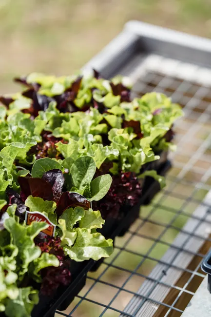 High angle of verdant growing lettuce seedlings placed on metal grid in sunlight