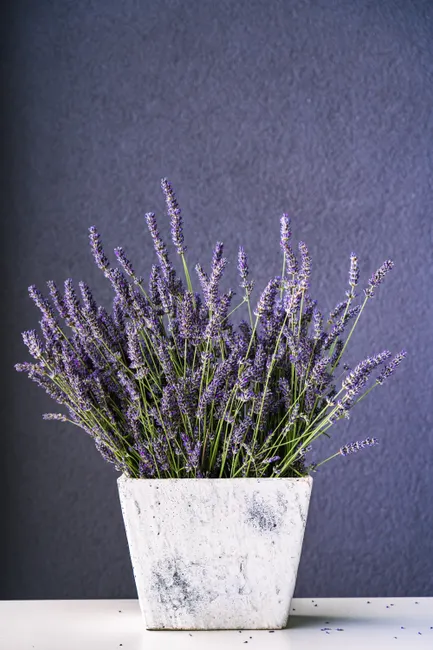Lavender plant in a rustic white pot set against a textured dark backdrop, exuding a calm, natural ambiance.