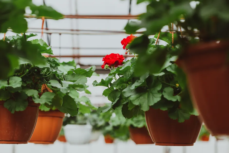 Low angle of potted flowers with blooming buds hanging on metal construction in greenhouse