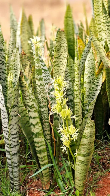Lush flowering snake plants (Sansevieria) in a vibrant garden in Bengaluru, India.
