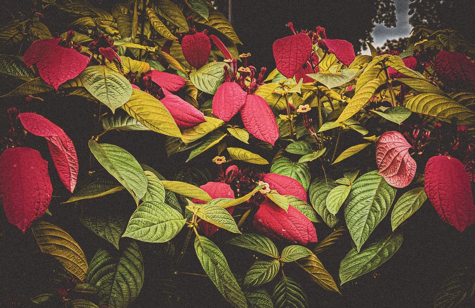 Lush garden with vibrant red and green leaves. Perfect for nature and botanical themes.