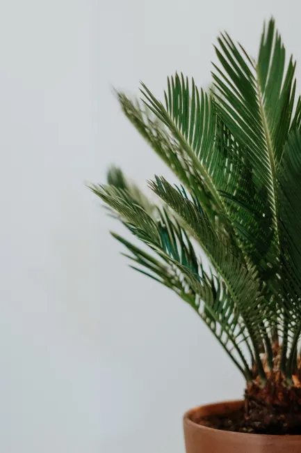 Lush green cycad plant in a stylish brown ceramic pot, perfect for indoor decor.