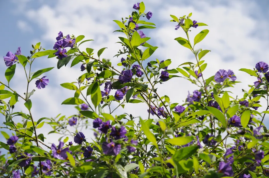 Lush green shrub with vibrant purple flowers under a clear blue sky.