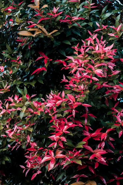 Lush red and green leaves of a Photinia plant in a vertical composition, symbolizing vibrant natural beauty.