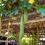 Concombre bio en 2026 : semis de mars, récolte d'été, l'eau tranche Lush sponge gourds hanging from a bamboo trellis in a sunlit garden setting.