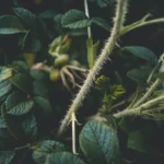 5 arbustes épineux au jardin : baies, oiseaux et piqûres Macro photo capturing thorny rose stems with lush green leaves in a garden setting.