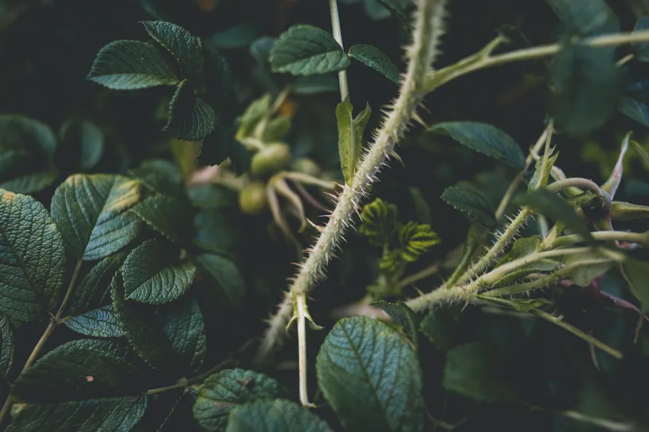 Macro photo capturing thorny rose stems with lush green leaves in a garden setting.