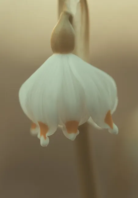 Macro shot of a beautiful snowflake flower with soft colors, perfect for spring floral themes.