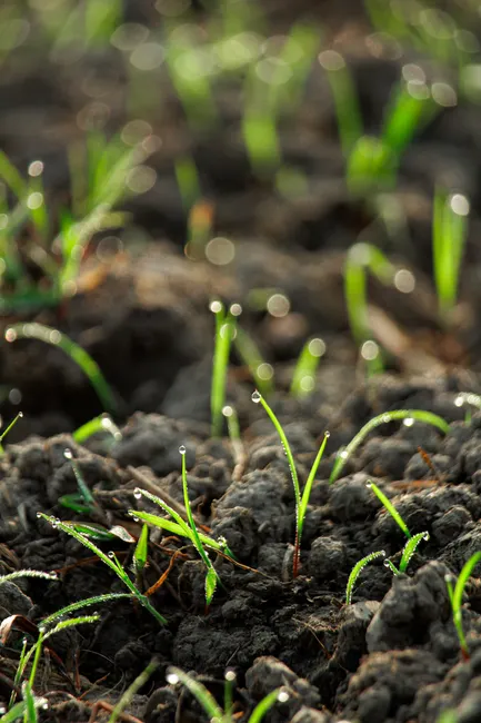 Macro shot of green grass blades emerging from dark soil with morning dew.