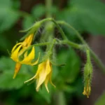 Cul noir des tomates en 2026 : l'eau mène la danse Macro shot of tomato plant in bloom, highlighting vibrant yellow flowers and green foliage.