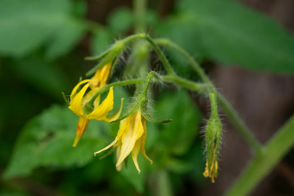 Macro shot of tomato plant in bloom, highlighting vibrant yellow flowers and green foliage.