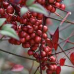 Macro shot of vibrant red Nandina berries among lush foliage, highlighting natural beauty.