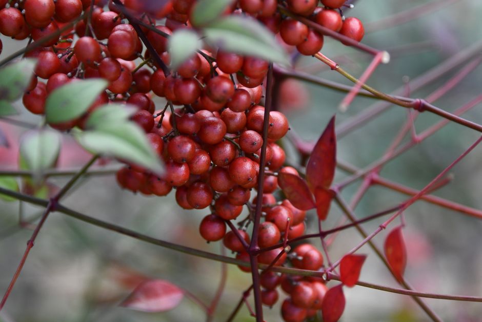 Macro shot of vibrant red Nandina berries among lush foliage, highlighting natural beauty.