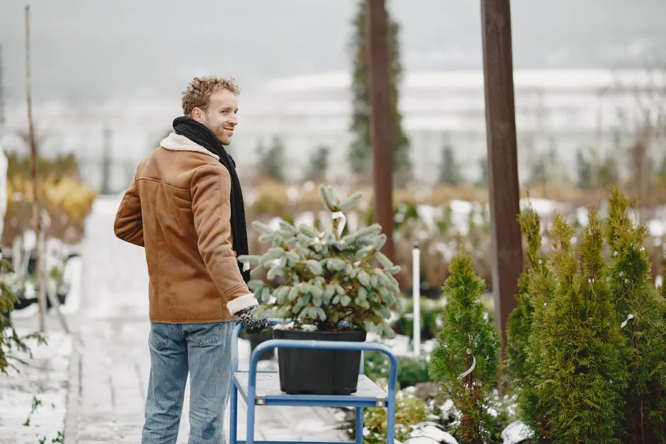 Man in winter attire standing in a snowy garden center, holding a cart with potted blue spruce.