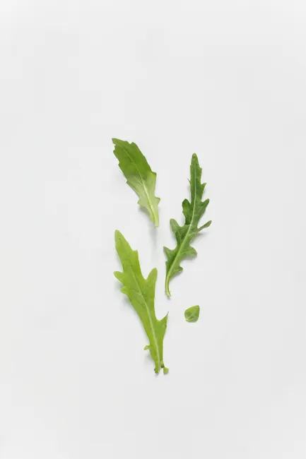 Minimalist composition of fresh arugula leaves on a clean white surface, ideal for food-related content.