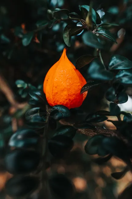Orange cape gooseberry growing on tree with green leaves in daylight in nature