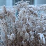 Graminées 2026 : tailler de février à mars, sans faire un foin Ornamental grass with snow in Jönköping, Sweden during winter.