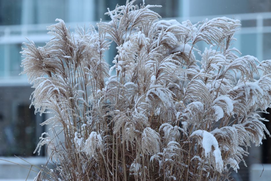 Ornamental grass with snow in Jönköping, Sweden during winter.