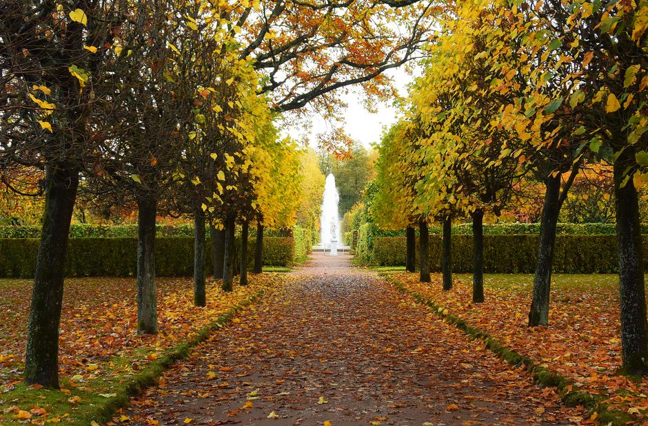 Peaceful autumn scene in Saint Petersburg showing a tree-lined path leading to a fountain.