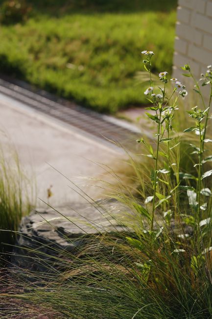 Peaceful garden view with wildflowers in sunlight, capturing natural beauty.