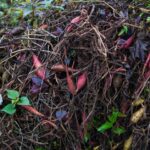 Tomates bio en 2026 : nourrir le sol, pas le buffet d’engrais Pile of organic compost with various plant roots and leaves, showcasing vibrant natural colors.