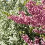 Pink and white blossoms adorn trees under a blue sky in Stara Zagora, Bulgaria.