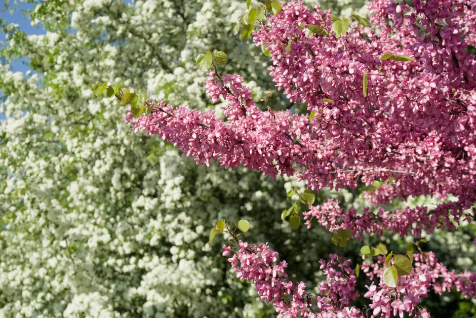 Pink and white blossoms adorn trees under a blue sky in Stara Zagora, Bulgaria.