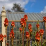 Red hot poker flowers bloom vibrantly in front of a greenhouse on a sunny day.