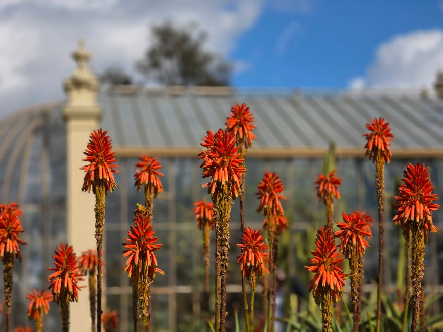 Red hot poker flowers bloom vibrantly in front of a greenhouse on a sunny day.