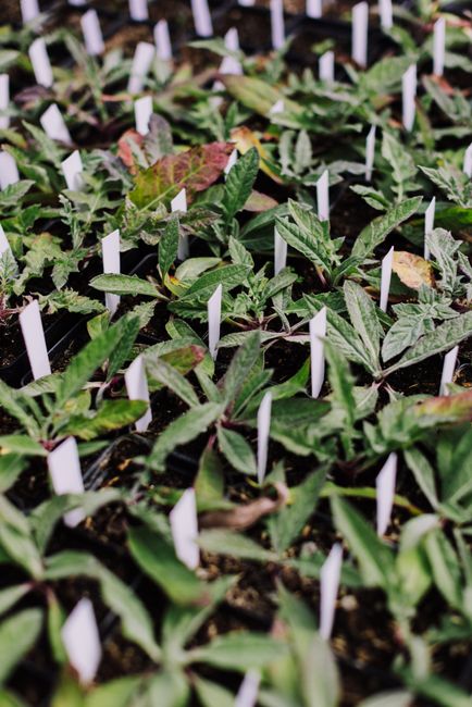 Rows of young tomato plants growing in nursery trays inside a greenhouse.