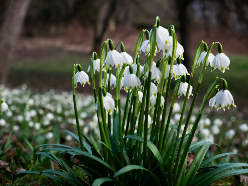 Stunning snowflake flowers blooming in Fahrendorf, Kärnten, symbolizing the arrival of spring.