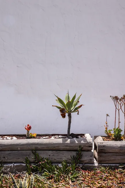 Succulent garden with wooden planters against a white wall in daylight.