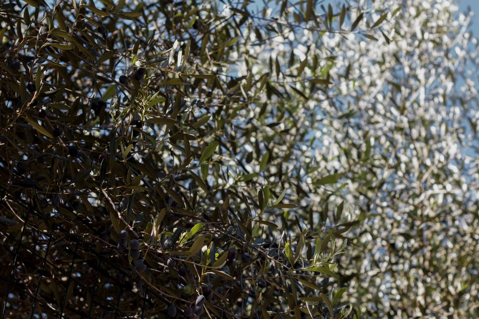 Sunlit close-up of olive tree branches with green leaves and ripe olives, outdoors.