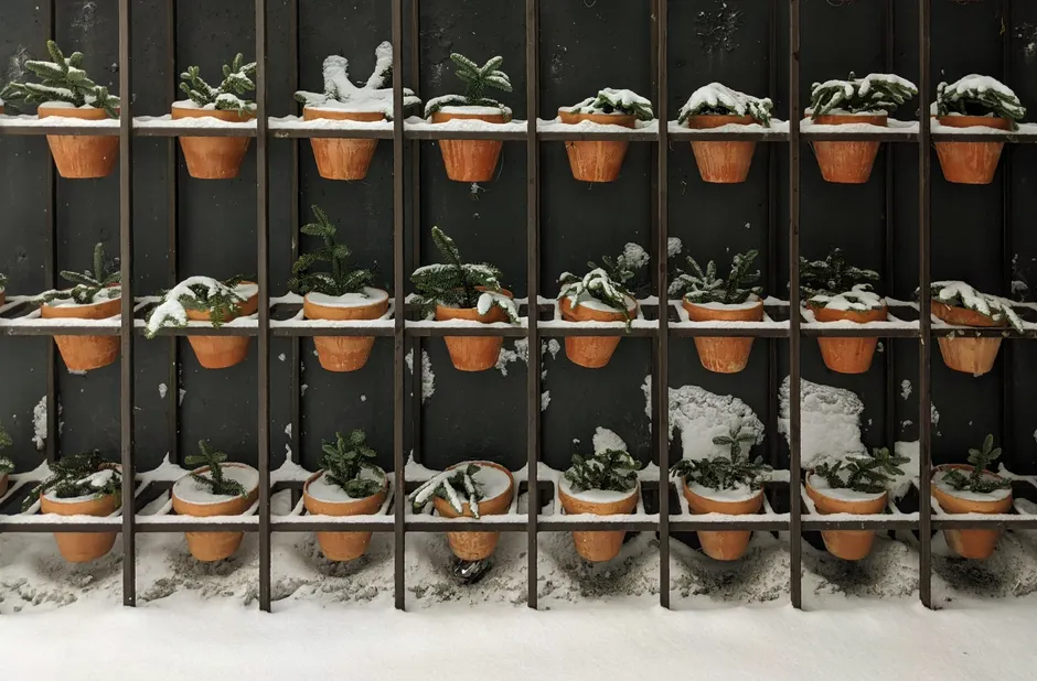 Terracotta pots with evergreen plants covered in snow on a vertical rack during winter.