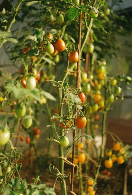 Tomato plants with both ripe and unripe fruits growing vertically in a sunny greenhouse.