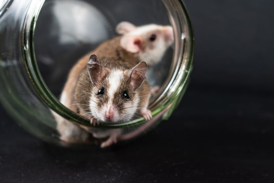 Two natal multimammate mice exploring a glass jar, capturing their curious and adorable nature.