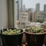 Stévia en 2026 : bouturer en août, récolter avant le gel Two potted plants on a windowsill with a blurred cityscape in the background, capturing urban gardening.