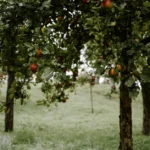 Blanc arboricole : de novembre à mars, le badigeon a ses limites Vibrant apple orchard in Saarbrücken, Germany, displaying ripe fruits and leafy trees during a cloudy day.