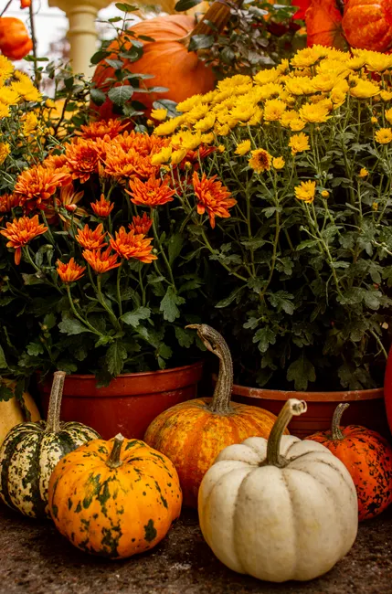Vibrant autumn display of colorful pumpkins and chrysanthemums showcasing fall's beauty.