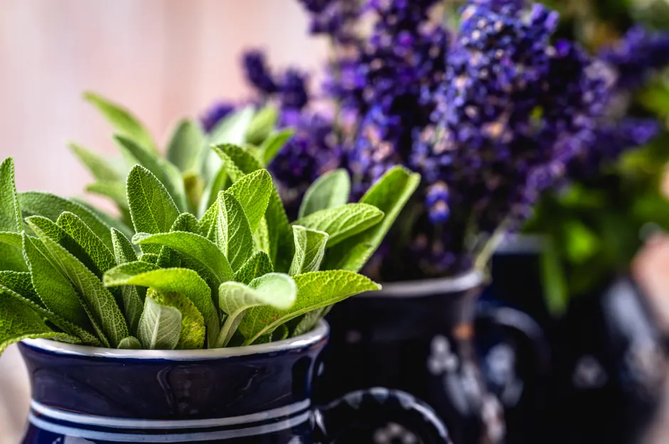 Vibrant close-up of fresh sage and lavender in decorative ceramic vases.