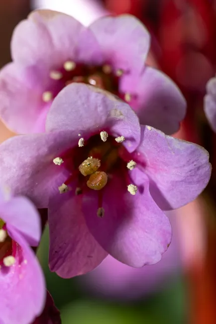Vibrant close-up of pink Bergenia flowers showcasing delicate petals and stamens.