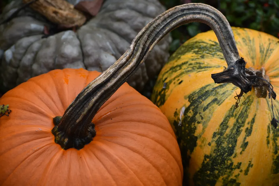 Vibrant close-up of pumpkins and squash showcasing fall harvest colors.