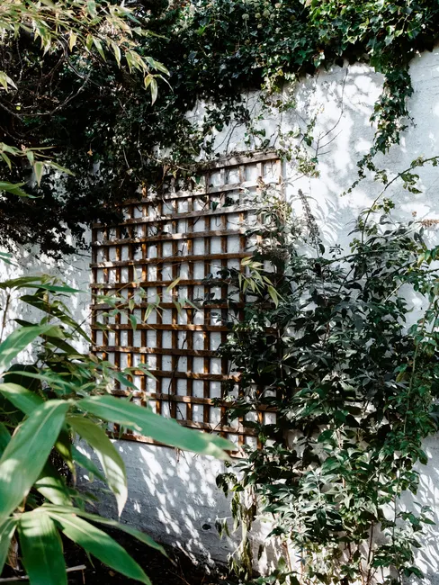 Vibrant foliage climbing over a garden trellis, creating a natural green wall backdrop.