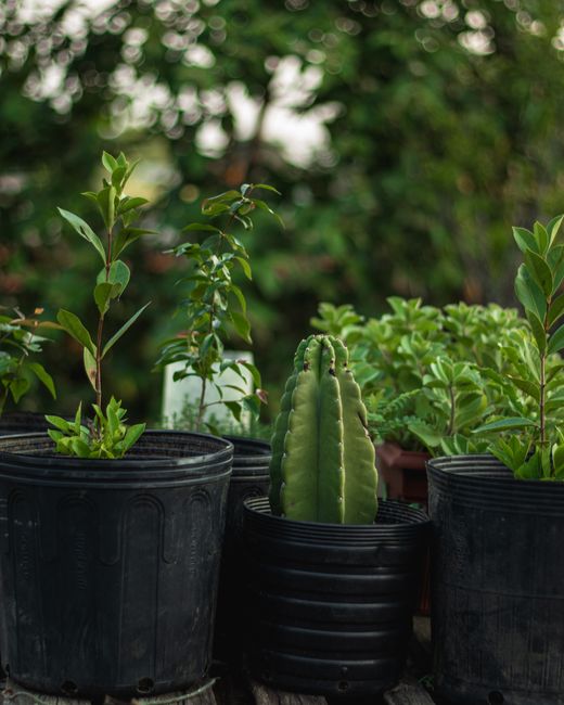 Vibrant garden scene featuring diverse potted plants in a sunny outdoor setting.