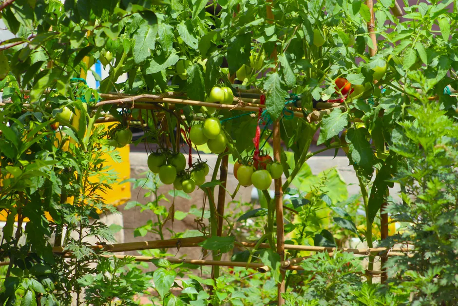 Vibrant garden scene with green tomatoes ripening on the vine supported by bamboo stakes.