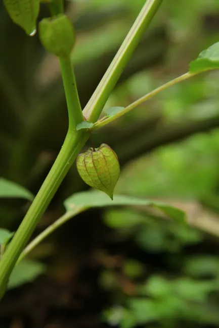 Vibrant green close-up of a Physalis plant in natural setting.