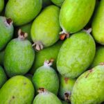 Feijoa : 2 arbustes, des fruits en automne, le gel en embuscade Vibrant green feijoa fruits captured in a close-up shot highlighting their natural texture and freshness.