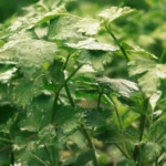 Livèche au jardin: semis d'avril à juin, récolte et grand format Vibrant green parsley plants with dew droplets in a lush garden setting.